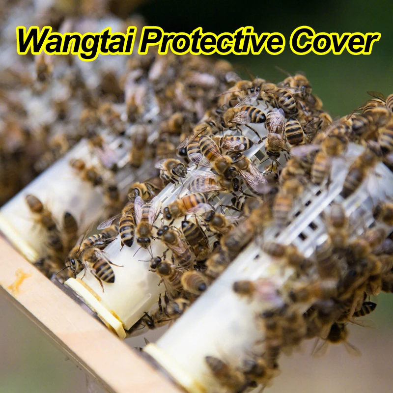 Queen Rearing Kit with Cages & Cell Cups - Image 6